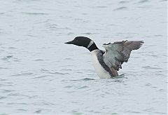 Common Loon